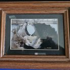 Kiri and Socrates Jaw Sparring (Wolf photo) CLEARANCE