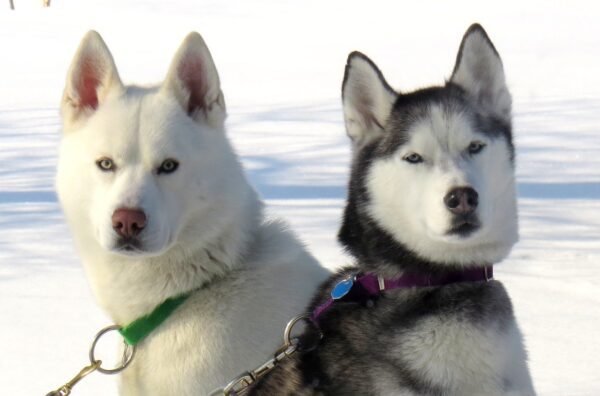 Two huskies in snowy landscape