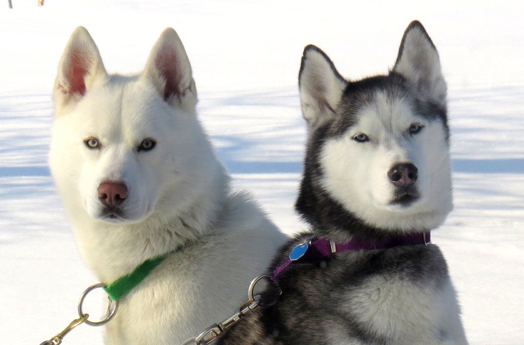 Two huskies in snowy landscape