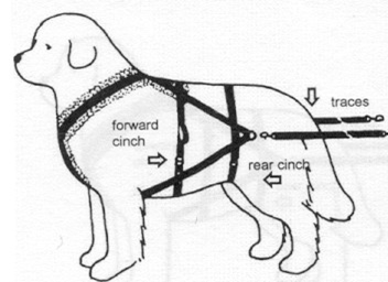 Dog sled harness diagram