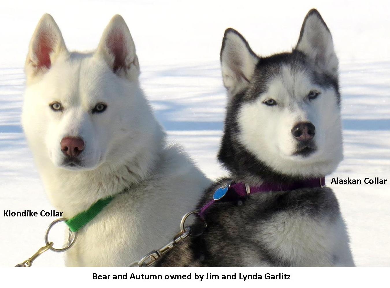 Huskies with colorful collars