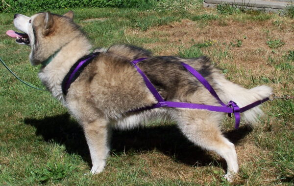 Fluffy dog in pull harness outside
