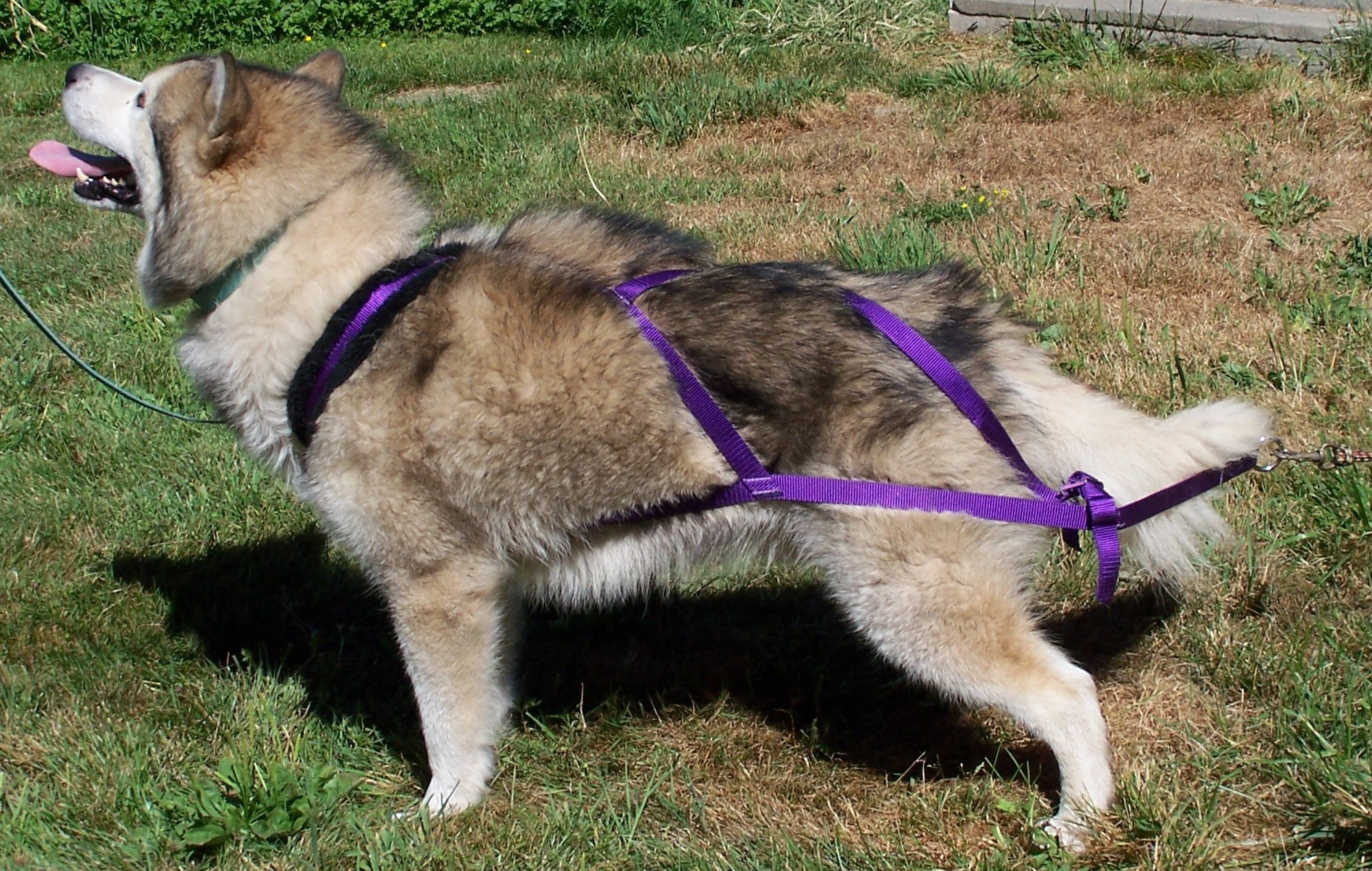 Fluffy dog in pull harness outside