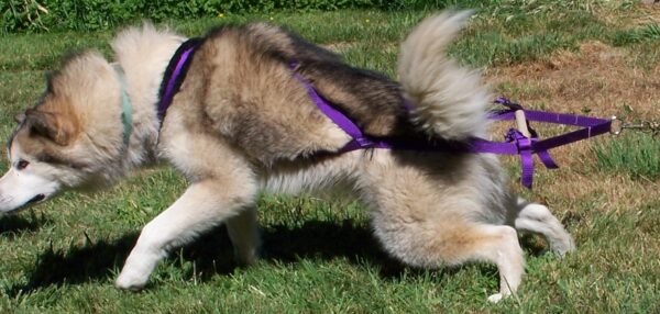 Husky dog in action outdoors