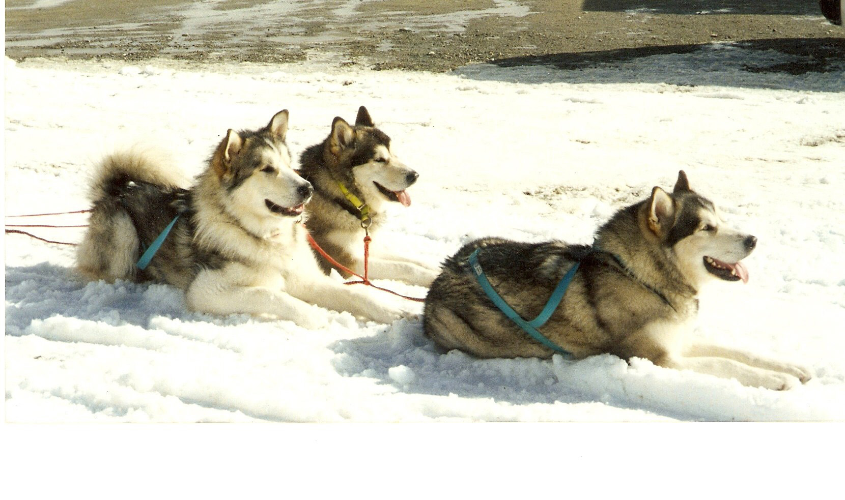 Huskies lying on snowy ground