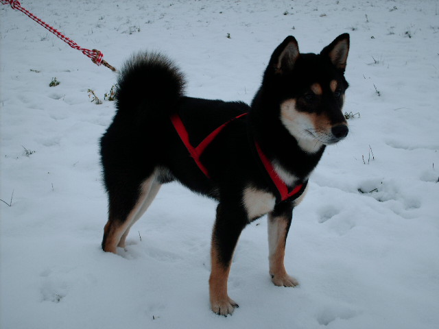 Dog in red harness on snow