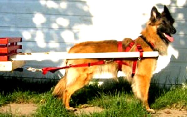 Belgian Tervuren with red harness