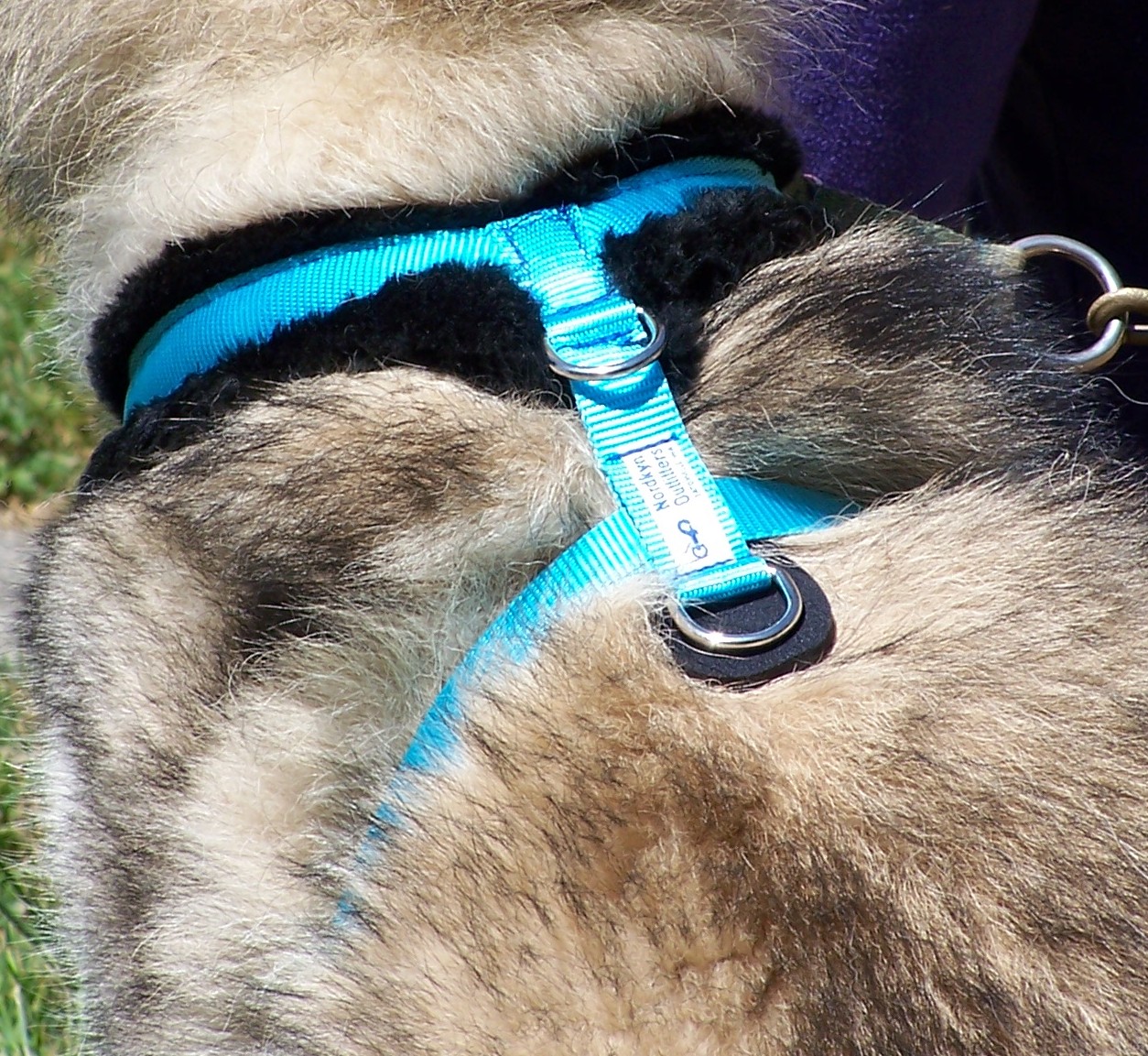 Dog wearing blue harness outdoors