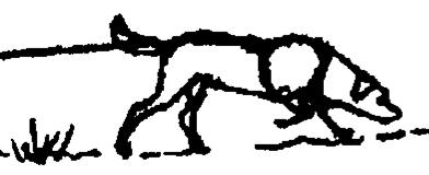 Drawing of a dog on a trail