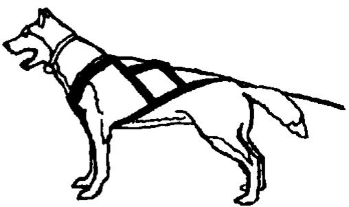 Dog in sled pulling gear