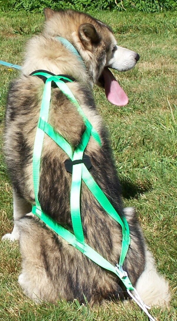 Husky with tongue out on grass