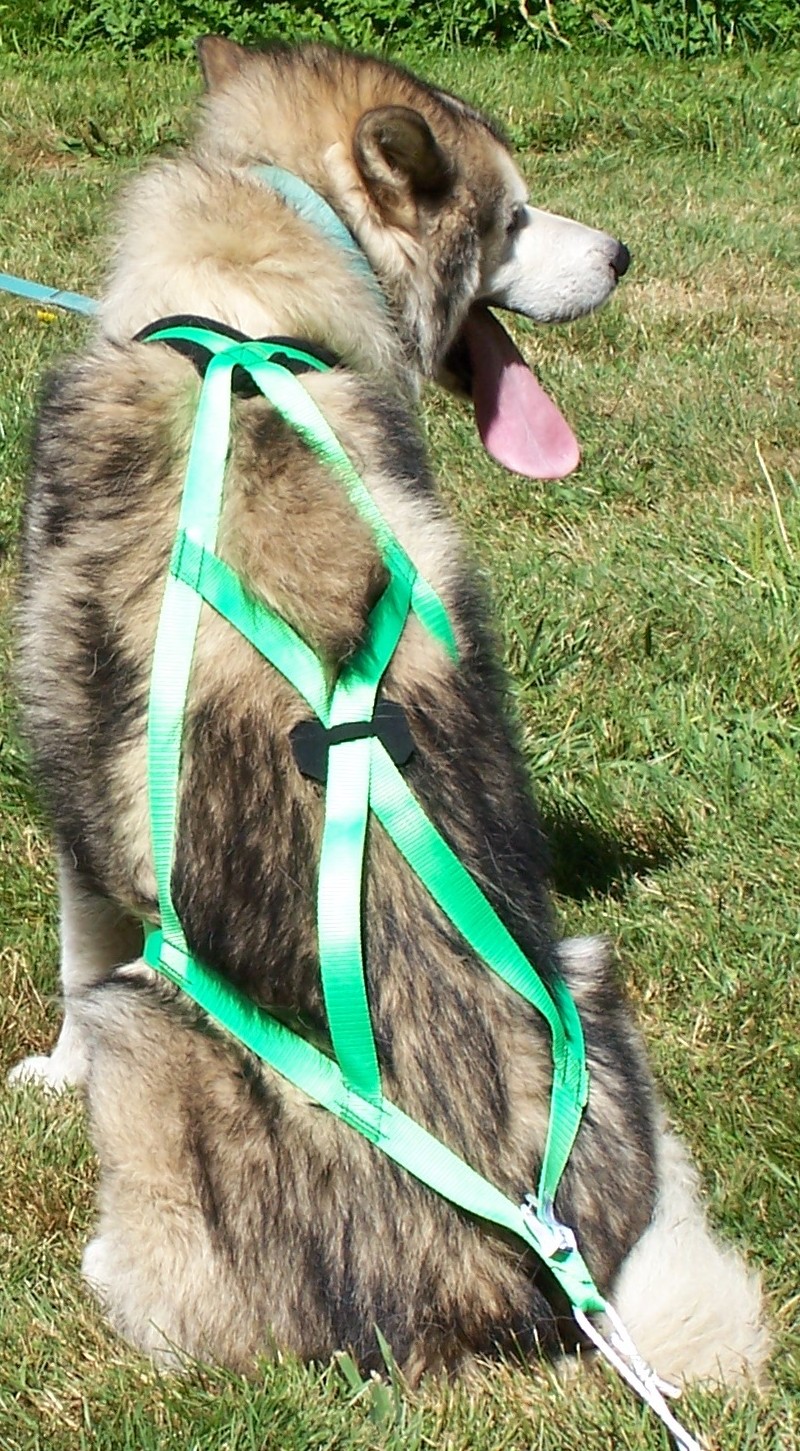 Husky with tongue out on grass