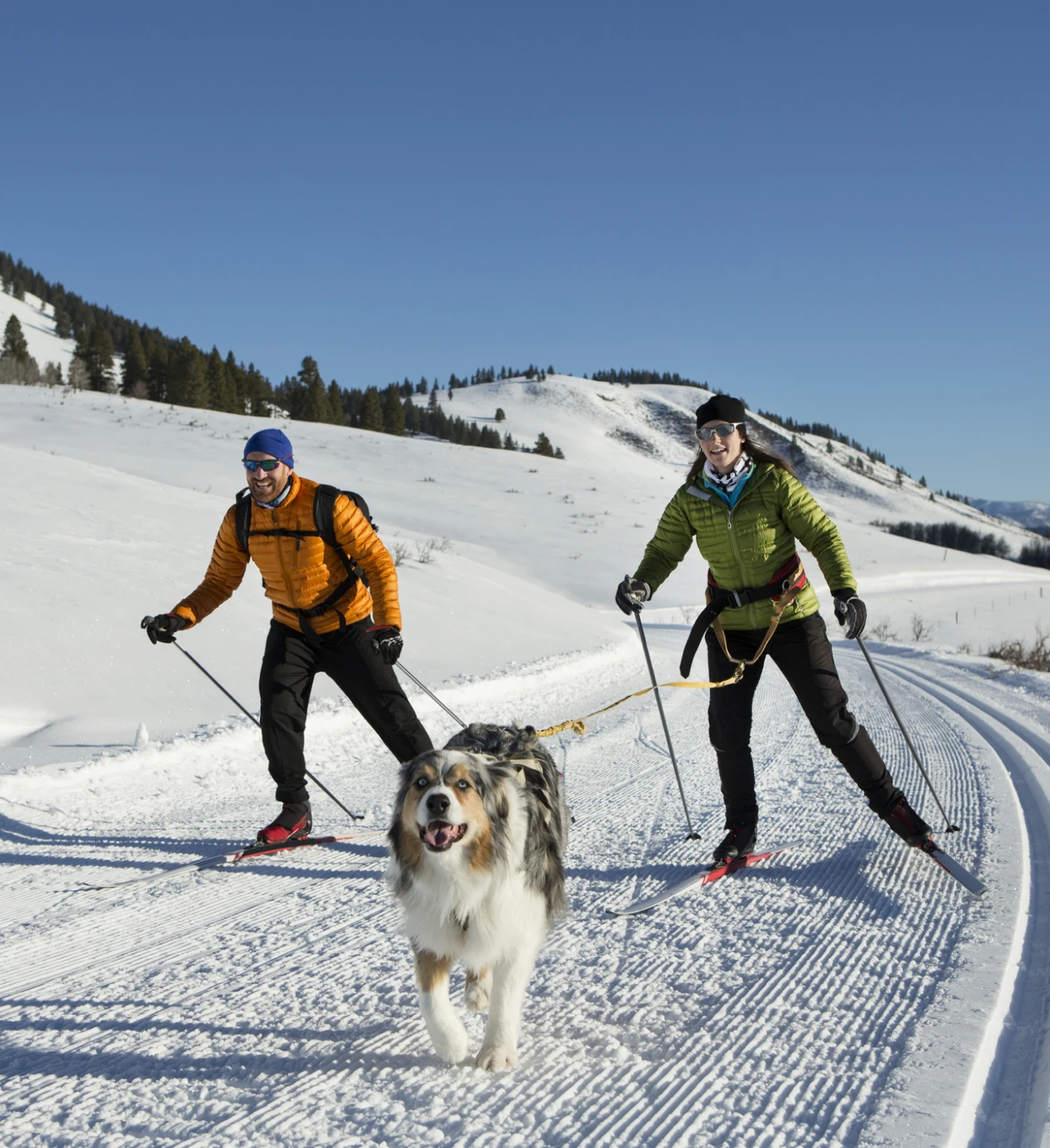 Winter adventure with skiers and dog