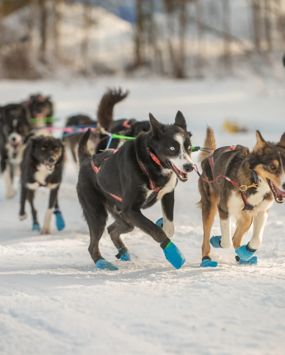 Sled dogs pulling in winter scene