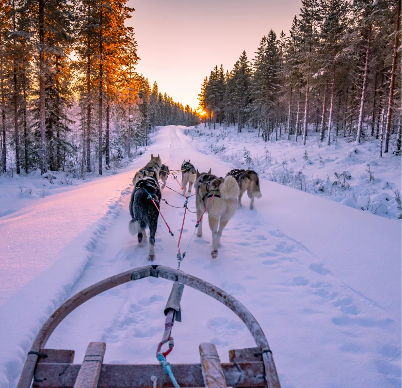 Dog sledding through snowy forest at sunrise