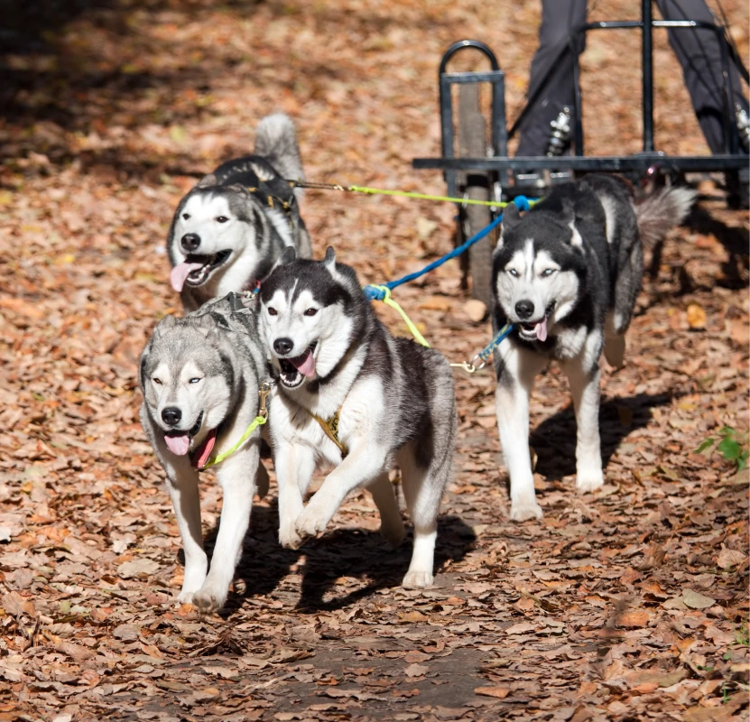Huskies racing on an autumn trail