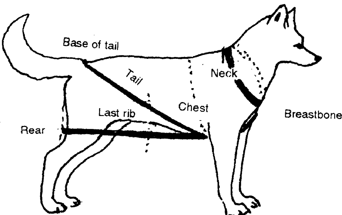 Canine body structure illustration