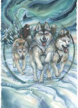 Sled Dog Team Print by Jody Bergsma