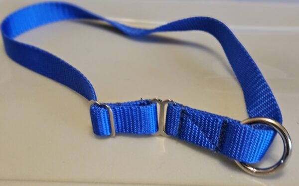 Collar – Klondike 3/4″ Royal Large CLEARANCE