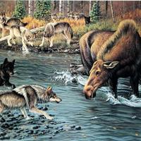 PRINT Lessons in Survival limited edition by Cynthie Fisher