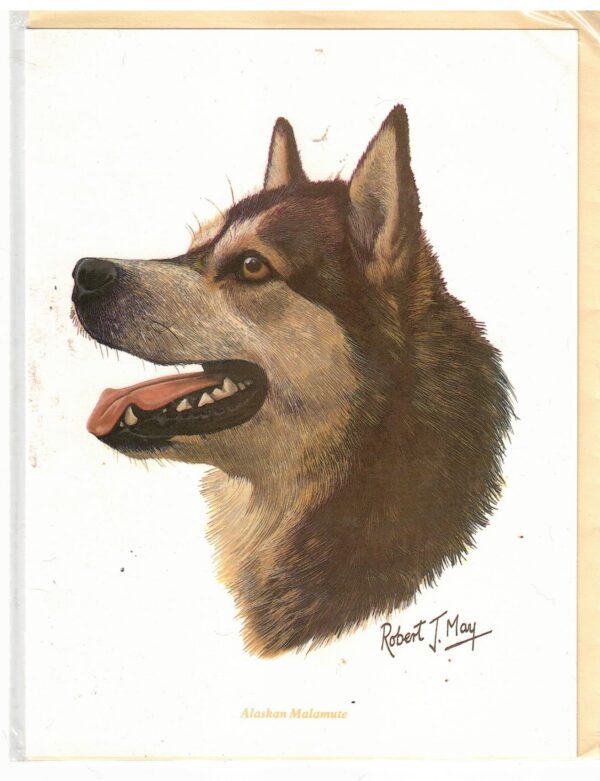 NOTECARD Alaskan Malamute by Robert J May