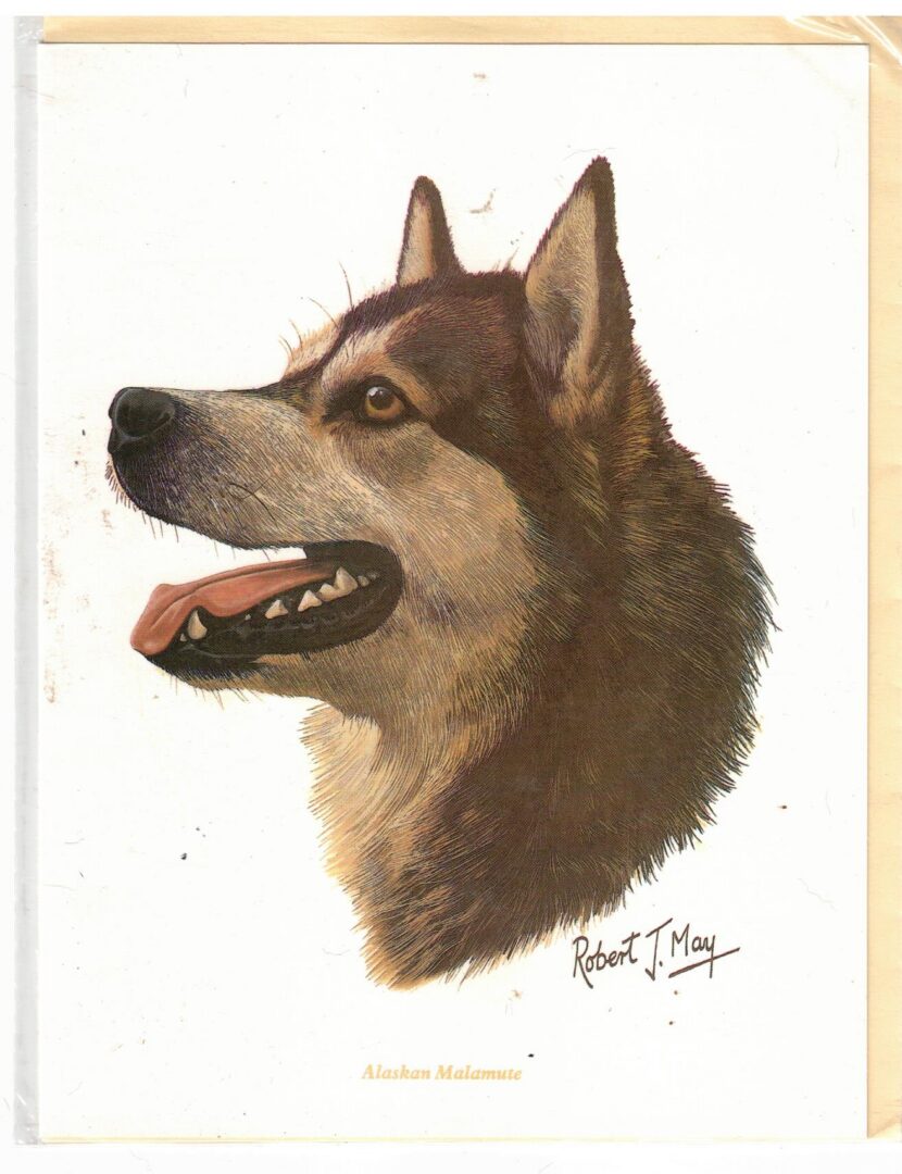 NOTECARD Alaskan Malamute by Robert J May