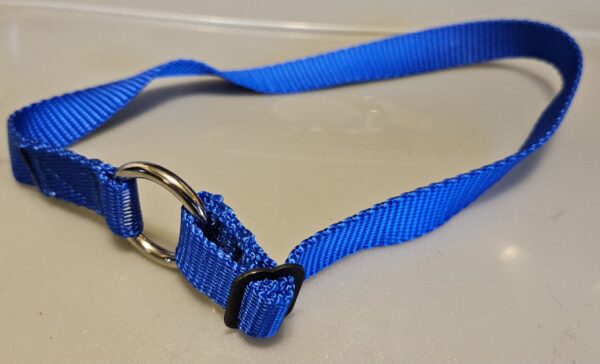 Collar – Sierra 3/4″ Royal Medium CLEARANCE