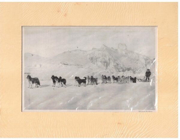 Vintage Sled Team Photo 16-dog Hitch