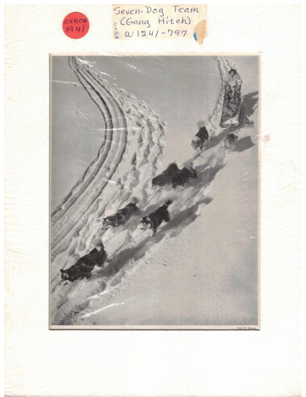 Vintage Sled Team Photo 7-dog Hitch Approx. 1941